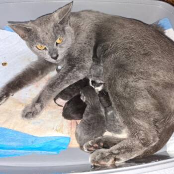 Domestic Short Hair Cats Available for Adoption in Las Vegas, Nevada - Hilli 53474 | PetCurious