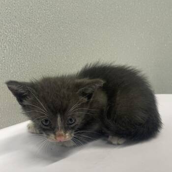 Kyrie -  Domestic Short Hair Cat for Adoption in Tampa, Florida - Kyrie | PetCurious