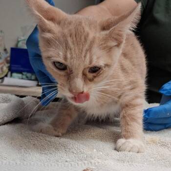Butters -  Domestic Short Hair Cat for Adoption in Newark, New Jersey - Butters | PetCurious