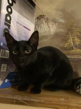 Rescue Domestic Short Hair Cats for Adoption in Liverpool, Texas - Lily | PetCurious