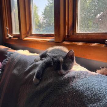 Doja -  Domestic Short Hair Cat for Adoption in Park Falls, Wisconsin - Doja | PetCurious
