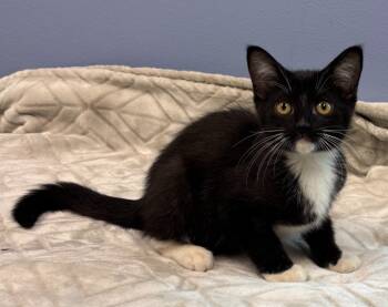 Rescue Domestic Short Hair Cats for Adoption in Little Rock, Arkansas - Jinu | PetCurious