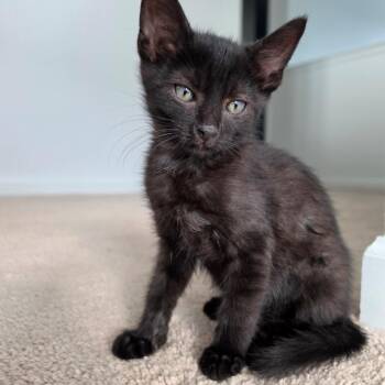 Bento Block -  Domestic Short Hair Cat for Adoption in Morrison, Colorado - Bento Block | PetCurious