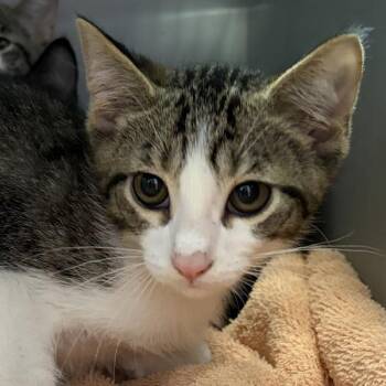 Duncan -  Domestic Short Hair Cat for Adoption in Des Moines, Iowa - Duncan | PetCurious