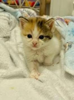 Sprinkles -  Domestic Short Hair Cat Available for Adoption in Columbia, Missouri - Sprinkles | PetCurious
