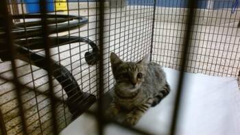 SQUEAKY -  Domestic Short Hair Cat for Adoption in Doral, Florida - SQUEAKY | PetCurious
