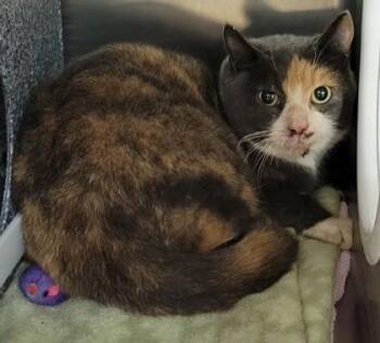 Domestic Short Hair Cats Available for Adoption - Marcola-32 | PetCurious