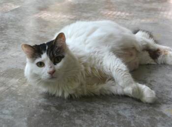 Rescue Domestic Long Hair Cats for Adoption in Westbrook, Connecticut - Gizmo | PetCurious