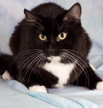 Chief Brody -  Domestic Short Hair Cat Available for Adoption in Gilbert, Arizona - Chief Brody | PetCurious