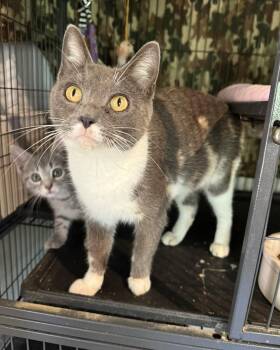 Rescue Domestic Short Hair Cats for Adoption in Richmond Dale, Ohio - Zoey | PetCurious