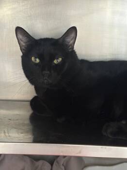 Rescue Domestic Short Hair Cats for Adoption in Pomona, New York - Shadow Girl | PetCurious