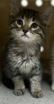 Rescue Domestic Short Hair Cats for Adoption in Fruit Heights, Utah - Wirt | PetCurious