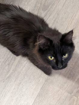 Princess -  Domestic Medium Hair Cat for Adoption in Brooks, Maine - Princess | PetCurious