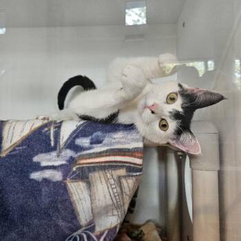 Incrediberry -  Domestic Short Hair Cat for Adoption in Warwick, Rhode Island - Incrediberry | PetCurious