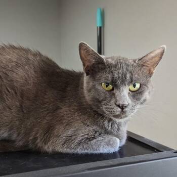 Stanze -  Domestic Short Hair Cat for Adoption in Garfield, Arkansas - Stanze | PetCurious