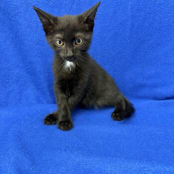 Pepsi -  Domestic Short Hair Cat for Adoption in Valdosta, Georgia - Pepsi | PetCurious