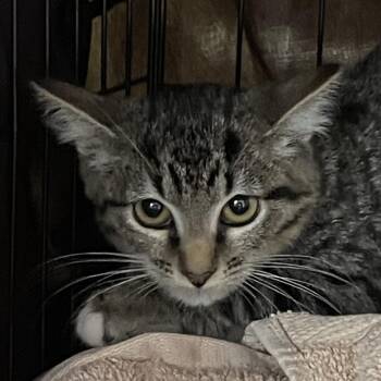 Del Taco -  Domestic Short Hair Cat for Adoption in Salt Lake City, Utah - Del Taco | PetCurious