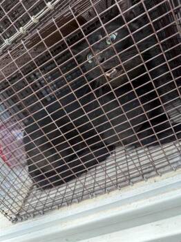 A657744 -  Domestic Short Hair Cat for Adoption in Houston, Texas - A657744 | PetCurious