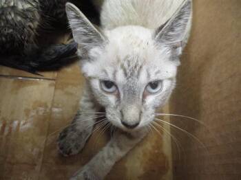 Domestic Short Hair Cats Available for Adoption in Ocala, Florida - JACE | PetCurious