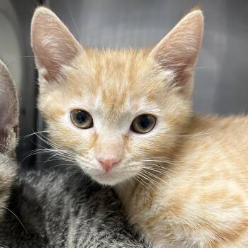 Falin -  Domestic Short Hair Cat for Adoption in Long Beach, California - Falin | PetCurious