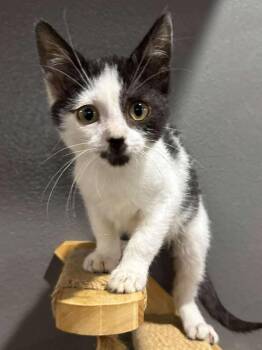 Rescue Domestic Short Hair Cats for Adoption in Sioux Falls, South Dakota - Nelson | PetCurious