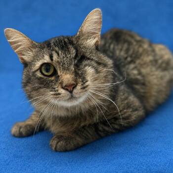 Mr. Cat -  Domestic Short Hair Cat for Adoption in Riverside, California - Mr. Cat | PetCurious