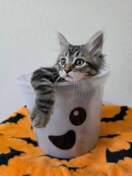 Forde -  Domestic Short Hair Cat for Adoption in Colorado Springs, Colorado - Forde | PetCurious