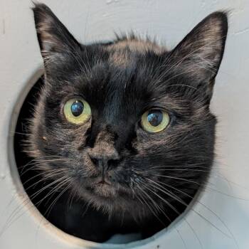 Domestic Short Hair Cats Available for Adoption in Long Beach, California - Brixi | PetCurious