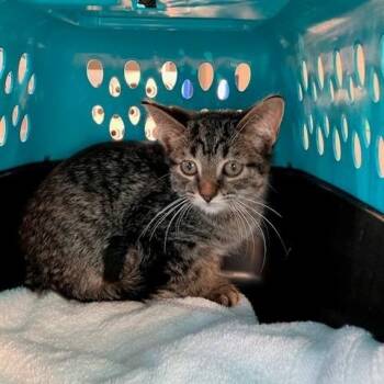 Miney - Chow Hound Northland -  Domestic Short Hair Cat for Adoption in Grand Rapids, Michigan - Miney - Chow Hound Northland | PetCurious