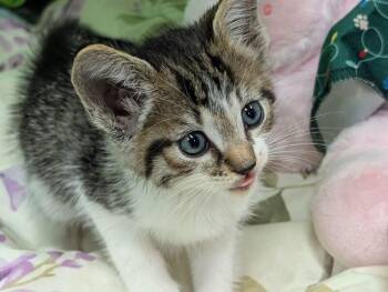 Domestic Short Hair Cats Available for Adoption - Peep | PetCurious
