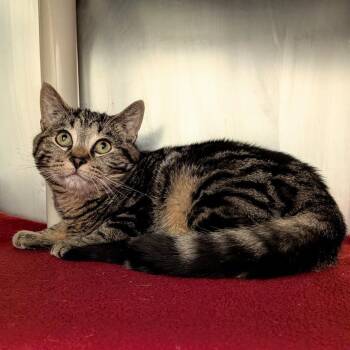 Domestic Short Hair Cats Available for Adoption - Man Man | PetCurious