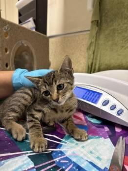 Domestic Short Hair Cats Available for Adoption in Riverside, California - LISA | PetCurious