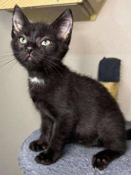 Rescue Domestic Short Hair Cats for Adoption in Sioux Falls, South Dakota - Mooska | PetCurious