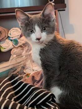 HIGHLAND SPRING -  Domestic Short Hair Cat for Adoption in Hagerstown, Maryland - HIGHLAND SPRING | PetCurious