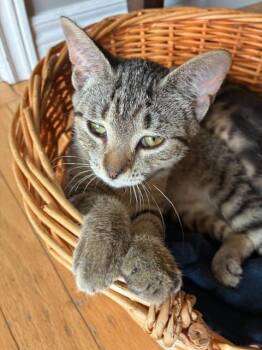 Josie Squeeks -  Domestic Short Hair Cat for Adoption in Arthur, Ontario - Josie Squeeks | PetCurious