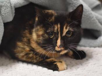 Madeleine -  Domestic Short Hair Cat for Adoption in Portland, Oregon - Madeleine | PetCurious