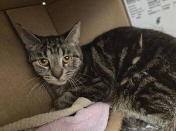 Basalt -  Domestic Short Hair Cat for Adoption in Westland, Michigan - Basalt | PetCurious