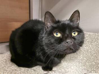 Domestic Short Hair Cats Available for Adoption - MISS KITTY | PetCurious