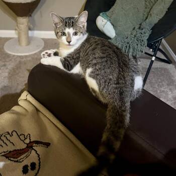 Domestic Short Hair Cats Available for Adoption - Talladega | PetCurious