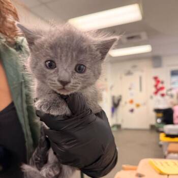 Cherry Pie -  Domestic Short Hair Cat for Adoption in Redwood City, California - Cherry Pie | PetCurious