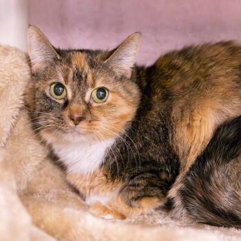 Rescue Domestic Short Hair Cats for Adoption in Mentor, Ohio - Apple Chai | PetCurious