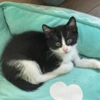 Vuori -  Domestic Short Hair Cat for Adoption in Buffalo, Minnesota - Vuori | PetCurious