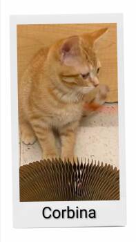 Corbina -  Domestic Short Hair Cat for Adoption in Caistor Centre, Ontario - Corbina | PetCurious