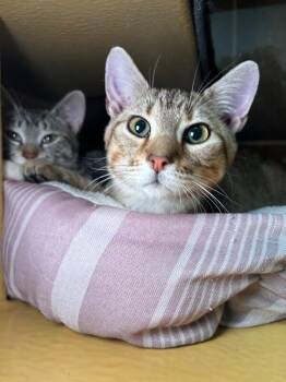Domestic Short Hair Cats Available for Adoption - Cheeto | PetCurious