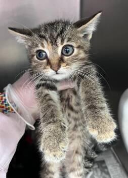 Betty Friedan -  Domestic Short Hair Cat for Adoption in Cincinnati, Ohio - Betty Friedan | PetCurious