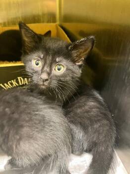 Domestic Short Hair Cats Available for Adoption in Jackson, Tennessee - Bat Bat | PetCurious