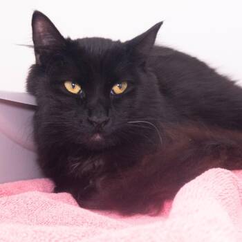 Domestic Short Hair Cats Available for Adoption in Seattle, Washington - Devin | PetCurious
