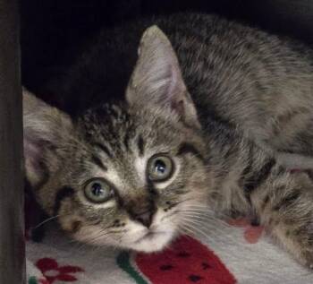 Taco -  Domestic Short Hair Cat for Adoption in North Myrtle Beach, South Carolina - Taco | PetCurious
