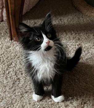 Pop -  Domestic Medium Hair Cat for Adoption in Salt Lake City, Utah - Pop | PetCurious