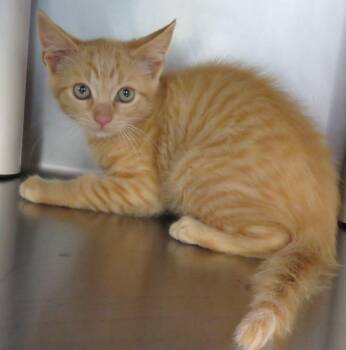 Wren -  Domestic Short Hair Cat for Adoption in Lexington, Virginia - Wren | PetCurious